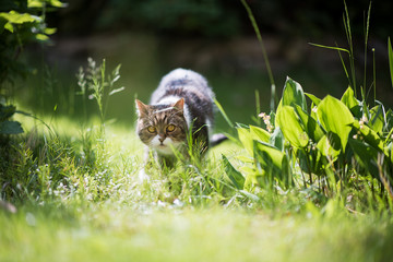 tabby white british shorthair cat walking towards camera on meadow in sunlight