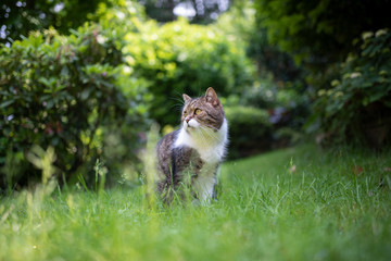 Naklejka na ściany i meble tabby white british shorthair cat sitting in garden looking back