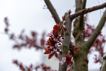 Spring tree flowering. Pink flowers on blooming tree. Slovakia