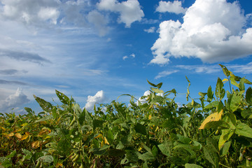 soybean plantation