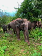 Fototapeta na wymiar elephant family in national park