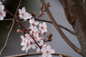 Almond tree pink flowers blooming in spring in Madrid
