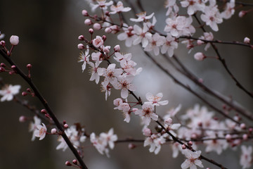 Almond tree pink flowers blooming in spring in Madrid