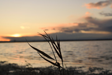 Fototapeta premium Reeds in the sunset