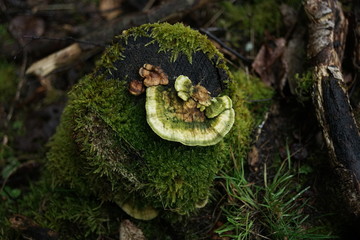 Forest Dieback Conifer Trees