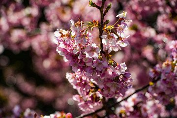 杵築の河津桜