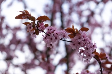 Spring tree flowering. Pink flowers on blooming tree. Slovakia