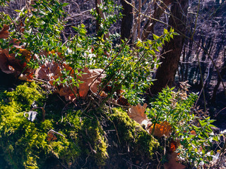 Obraz premium The spiny green plant of the butcher's broom (Latin Ruscus aculeatus). Wild plant photographed on a sunny spring day.