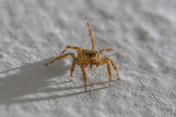 Macro jumping spider crawls on the white wall in the house.