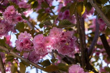 Spring tree flowering. Pink flowers on blooming tree. Slovakia