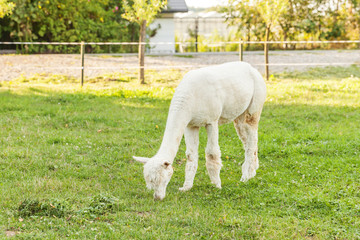 Obraz premium Cute alpaca with funny face relaxing on ranch in summer day. Domestic alpacas grazing on pasture in natural eco farm countryside background. Animal care and ecological farming concept