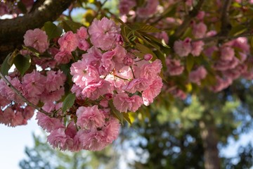 Spring tree flowering. Pink flowers on blooming tree. Slovakia