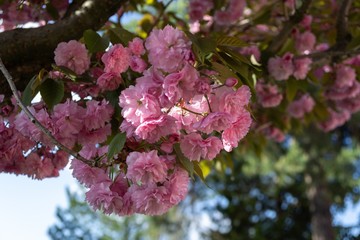 Spring tree flowering. Pink flowers on blooming tree. Slovakia