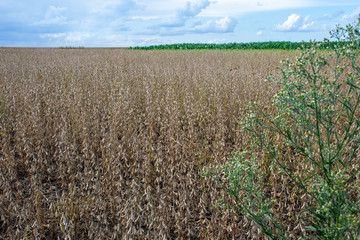 soybean plantation