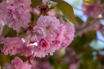 Spring tree flowering. Pink flowers on blooming tree. Slovakia