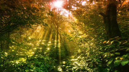 Fototapeta na wymiar An abstract warm toned view sunlight shinning through a forest canopy.