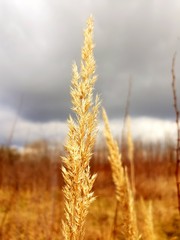 Fototapeta premium Zboże