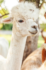 Obraz premium Cute alpaca with funny face relaxing on ranch in summer day. Domestic alpacas grazing on pasture in natural eco farm countryside background. Animal care and ecological farming concept