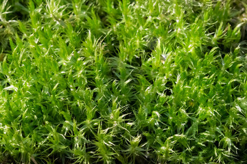 Fototapeta na wymiar background of green moss photo closeup macro