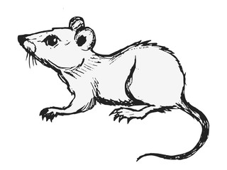 Fototapeta premium Vector illustration of domestic mouse