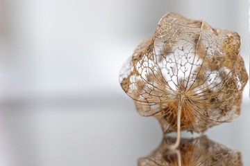 Fruit of dry physalis close-up on a white background. Art photo.