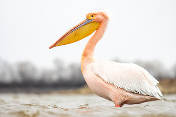 White pelican in the natural environment, wildlife, close up, Europe, Pelecanus onocrotalus