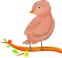 Cute bird sitting on a flowering tree branch isolated on white background