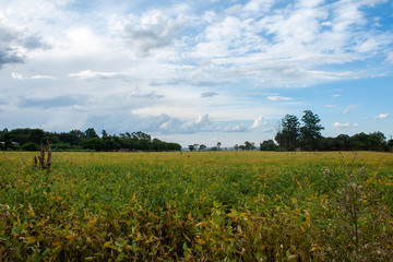 Fototapeta premium soybean plantation