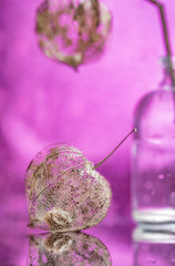 Fruit of dry physalis close-up on a purple background. Art photo.