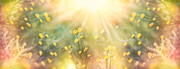 Selective and soft focus on yellow flower in meadow, flowers lit by sunrays - sunbeams