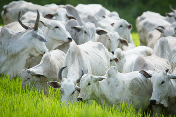 Obraz premium Gado, boi e vaca no pasto