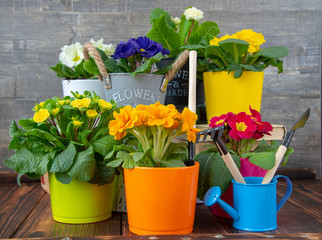 Bright colored pots with primroses and books stand on a wooden surface . Spring flower background