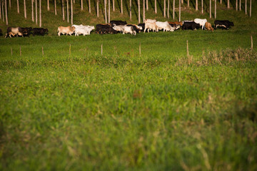 Gado, boi e vaca no pasto © Wenderson