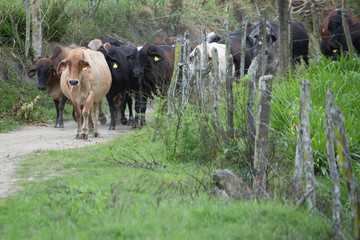 Gado, boi e vaca no pasto
