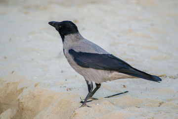 Single hooded crow Corvus cornix or hoodie bird walking on the beach. Eurasian black and gray bird playing on the sand