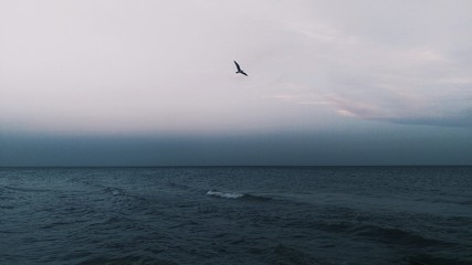 Fototapeta na wymiar Bird alone at the sea