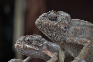 iguanas 