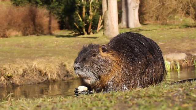 Nutria, Myocastor coypus or river rat in the wild near the river