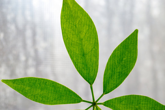 Green leaf Scheffler against the light