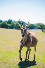 Animal dans parc zoologique