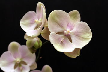 Fototapeta na wymiar Large lilac green orchid petals on a black background. Perfect blank for a holiday card