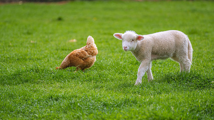 Naklejka na ściany i meble Sheep And Chicken In Green Field