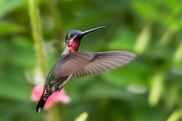 Fototapeta na wymiar A Long-billed Starthroat hummingbird hovers in a tropical garden with a blurred background