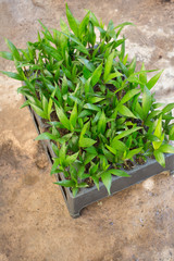 Mudas de cacau. Sementes