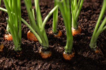 Fresh carrots in her bush in soil