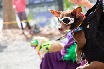a small dog with sunglasses on that is being carried in a front halter carrier at a Mardi Gras Parade