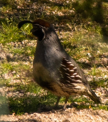 Gamble quail on the ground in the Arizona desert.