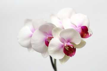 Large lilac green orchid petals on a white background. Perfect blank for a holiday card