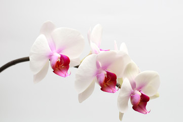 Fototapeta na wymiar Large lilac green orchid petals on a white background. Perfect blank for a holiday card
