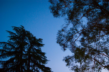 Silhouettes of tree branches against the blue sky